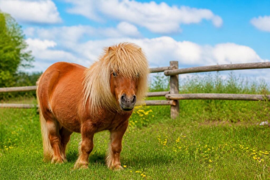 découvrez tout sur le cheval shetland : ses caractéristiques, son prix et les meilleurs endroits pour en trouver un. guide complet pour les passionnés et futurs propriétaires.