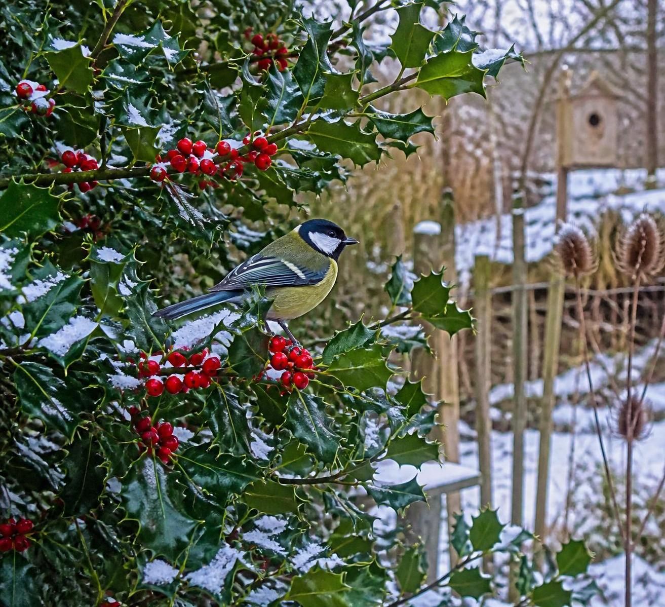 découvrez les bienfaits du houx, un arbuste aux vertus souvent méconnues, idéal pour un jardin écologique et sain. apprenez à l'intégrer pour favoriser la biodiversité et créer un espace naturel harmonieux.