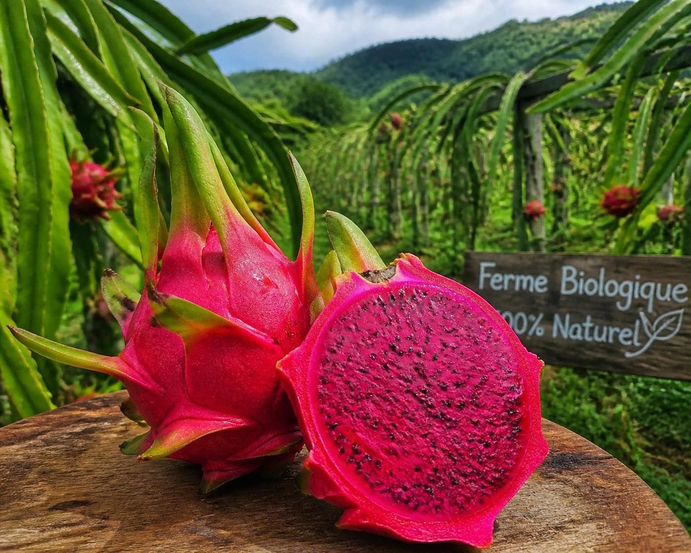 découvrez les bienfaits santé du pitaya, ce fruit exotique coloré riche en vitamines, antioxydants et fibres, idéal pour renforcer votre immunité et améliorer votre digestion.