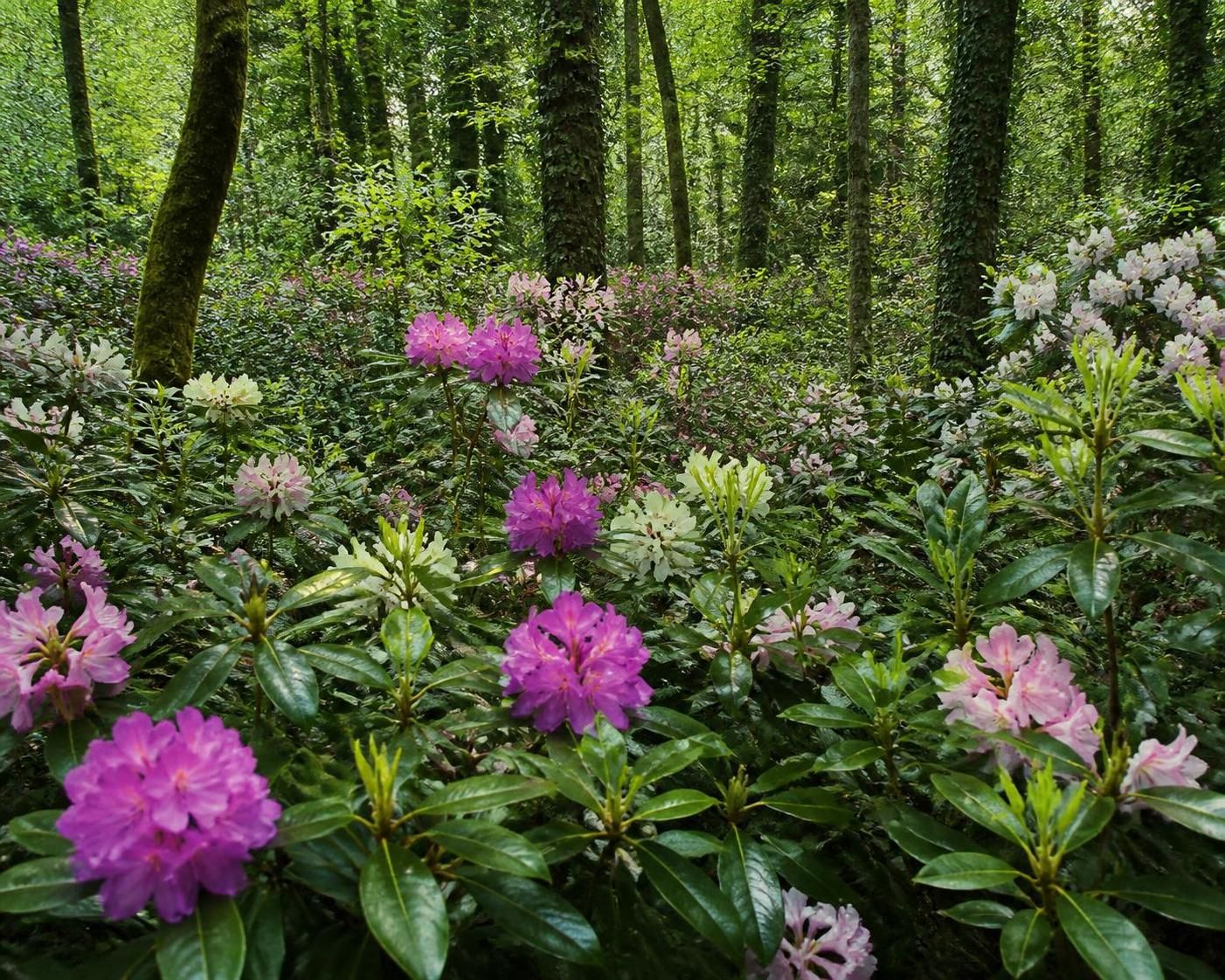 découvrez comment le rhododendron, plante envahissante, menace la biodiversité et l'équilibre de nos écosystèmes forestiers, et quelles mesures adopter pour la contrôler.