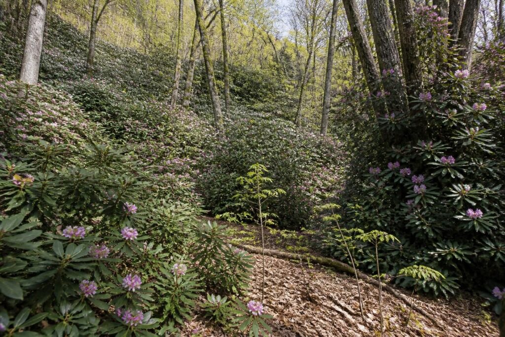 découvrez comment le rhododendron, plante envahissante, perturbe nos écosystèmes forestiers et menace la biodiversité locale.