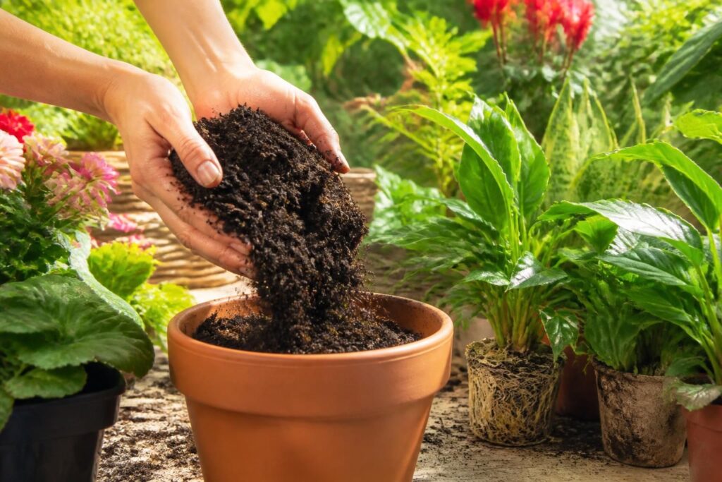 découvrez pourquoi choisir un bon terreau est essentiel pour la réussite de vos plantations et comment un substrat de qualité peut transformer la croissance de vos plantes.