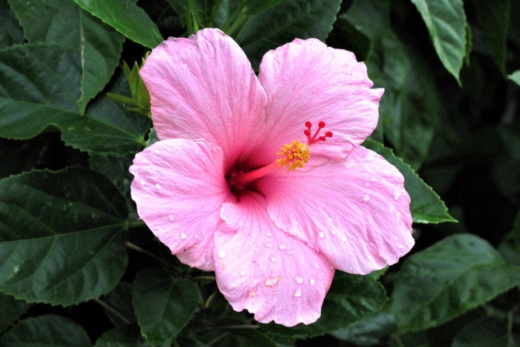 Pink Hibiscus photographed at Walt Disney World, Orlando, FL