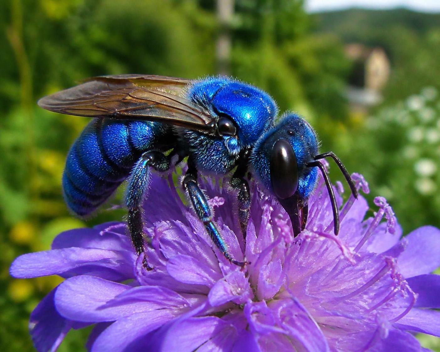 découvrez l'abeille bleue, un trésor méconnu essentiel à la biodiversité française, et apprenez comment elle contribue à la préservation de nos écosystèmes.
