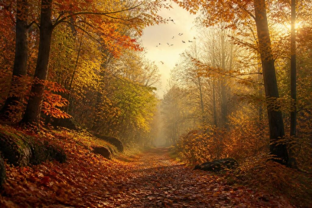 découvrez comment l'automne métamorphose nos paysages avec ses couleurs chaudes et influence notre humeur, apportant sérénité et mélancolie.
