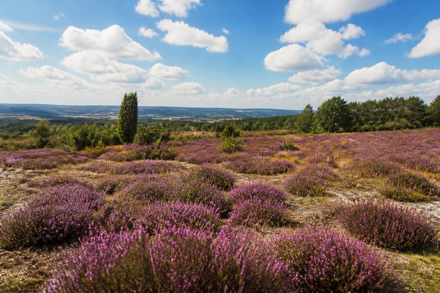 découvrez calluna vulgaris, une plante sauvage essentielle pour la biodiversité, aux nombreux bienfaits souvent méconnus.