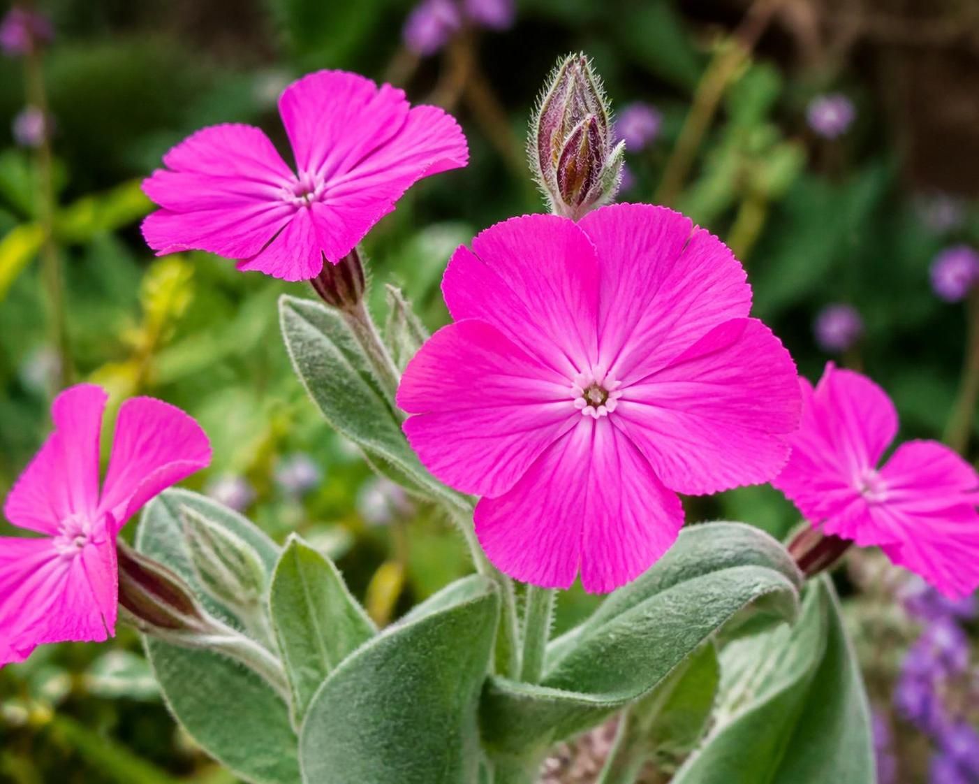 découvrez les risques liés à la coquelourde, plante toxique souvent présente dans les jardins, et apprenez à la reconnaître pour protéger votre famille et vos animaux.