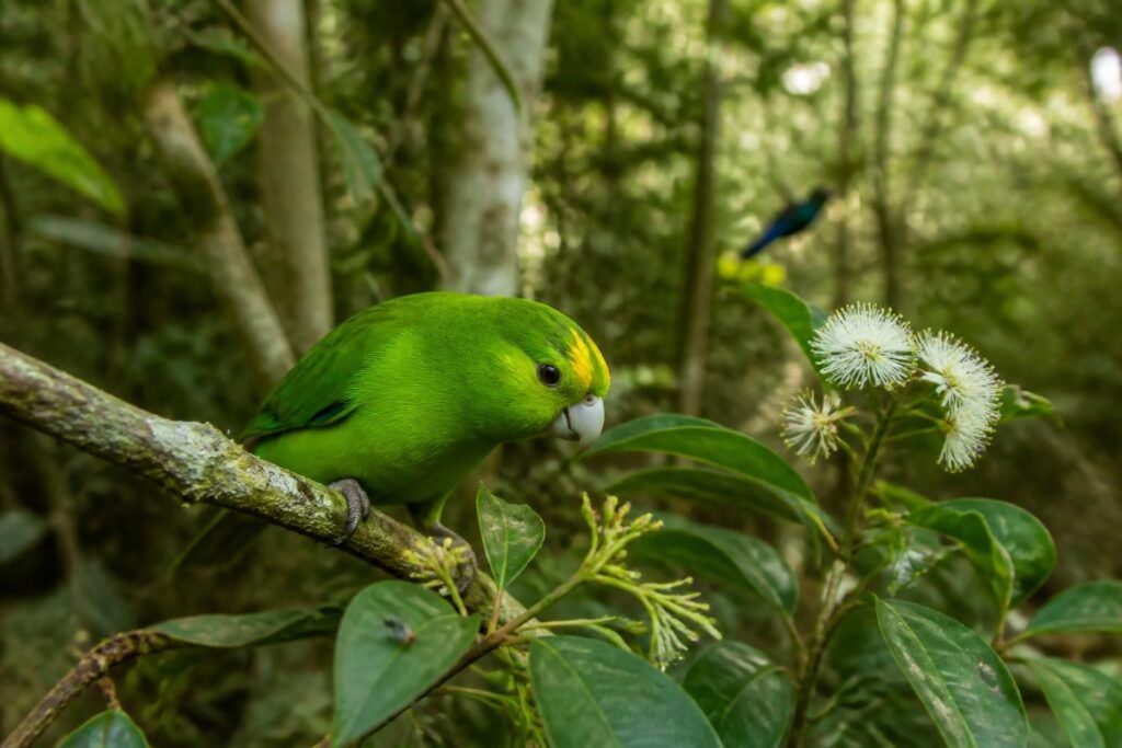 découvrez le kakarikie, un oiseau rare qui captive les passionnés d'écologie et de biodiversité par son rôle essentiel dans les écosystèmes et sa protection indispensable.