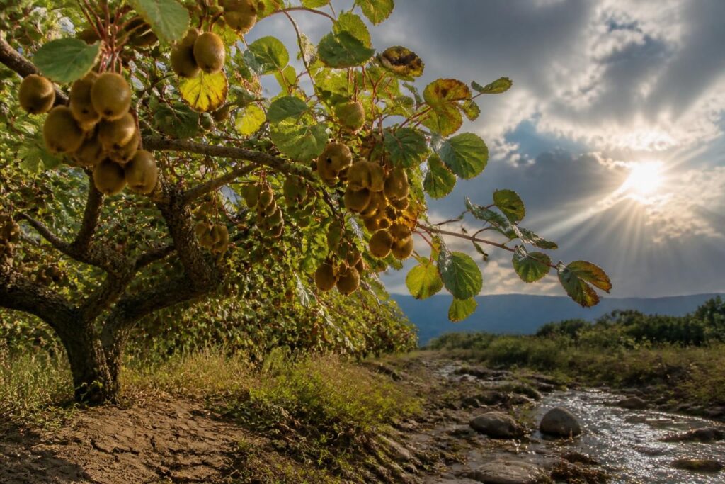 découvrez comment le kiwitier, cet arbre fruitier, s’adapte aux défis du changement climatique pour assurer sa croissance et sa production face aux nouvelles conditions environnementales.