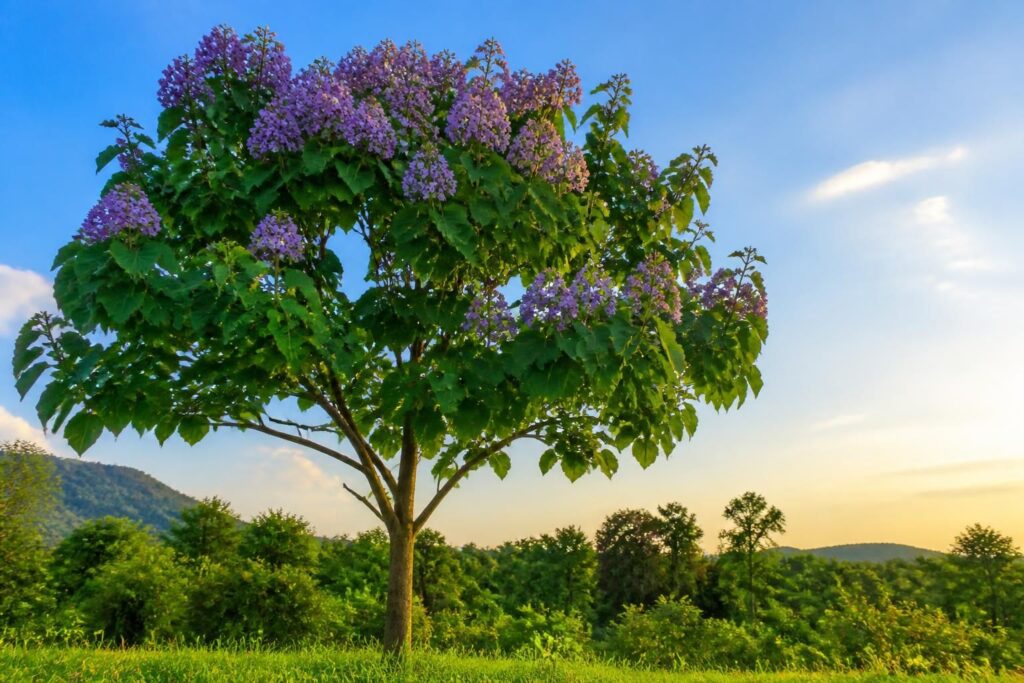 découvrez le paulownia, cet arbre miracle aux multiples bienfaits, clé des solutions écologiques durables pour un avenir plus vert et respectueux de l'environnement.