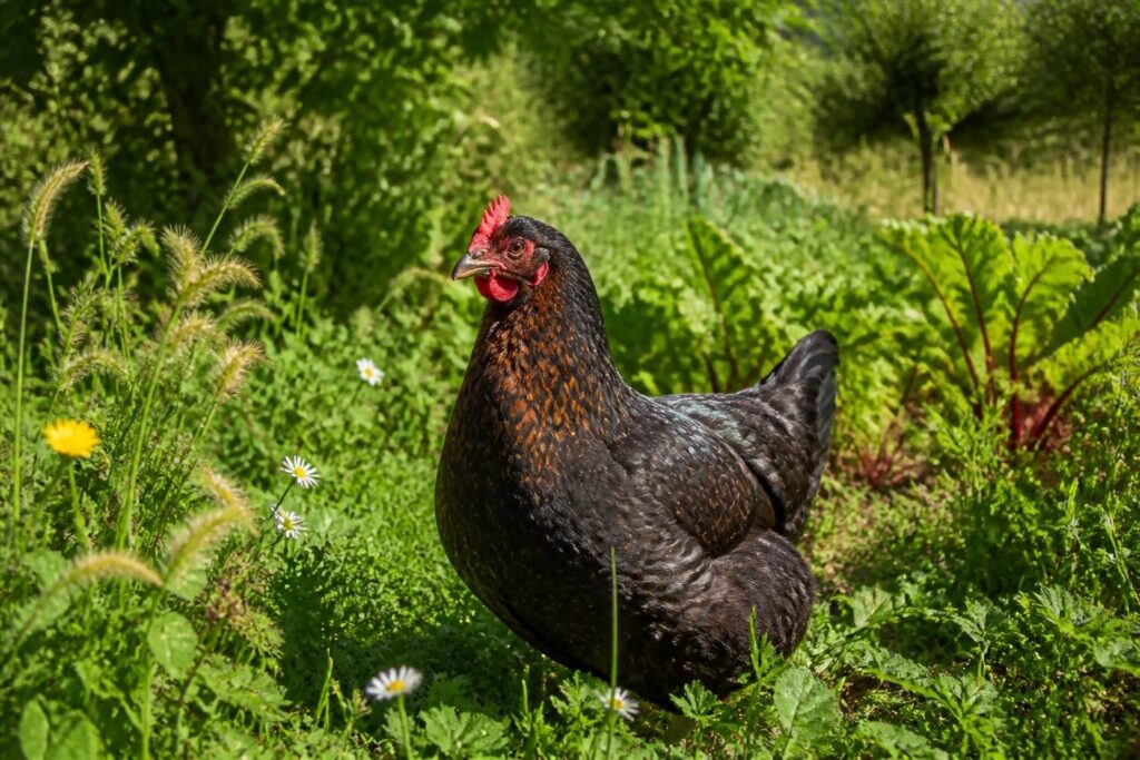 découvrez pourquoi la poule marans séduit les amateurs d'écologie grâce à ses qualités naturelles, sa rusticité et son rôle dans un élevage respectueux de l'environnement.