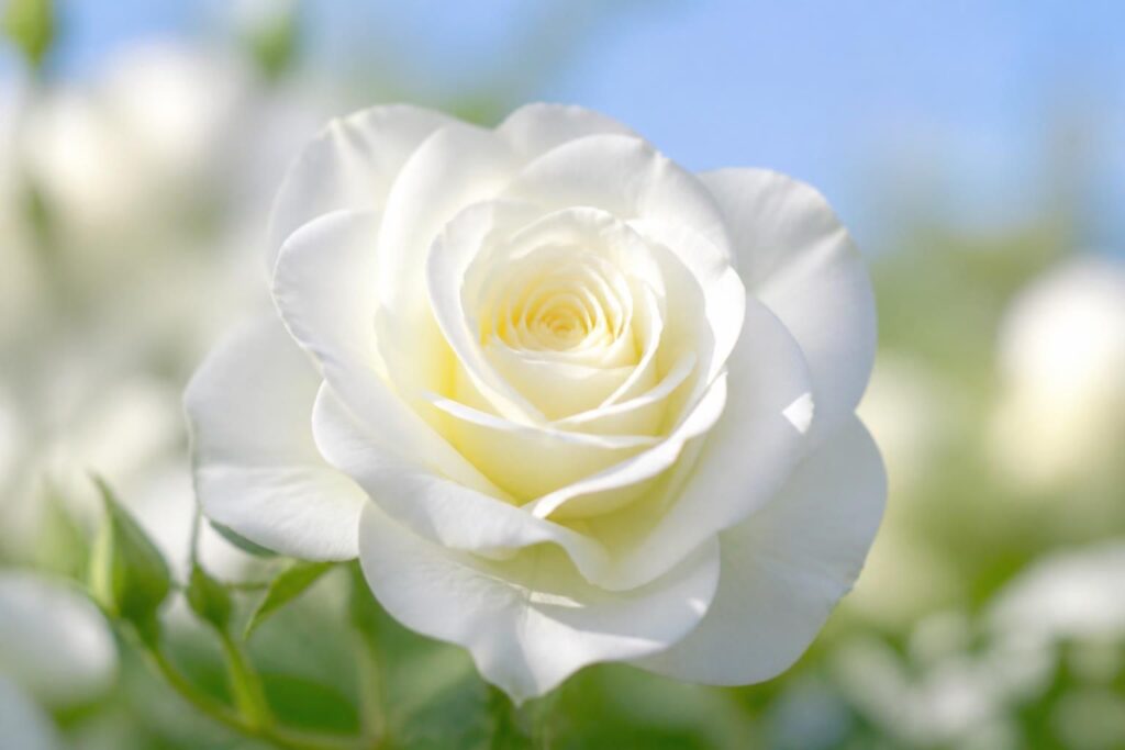 découvrez pourquoi la rose blanche symbolise la pureté et la paix, son histoire et les significations profondes de cette fleur élégante.
