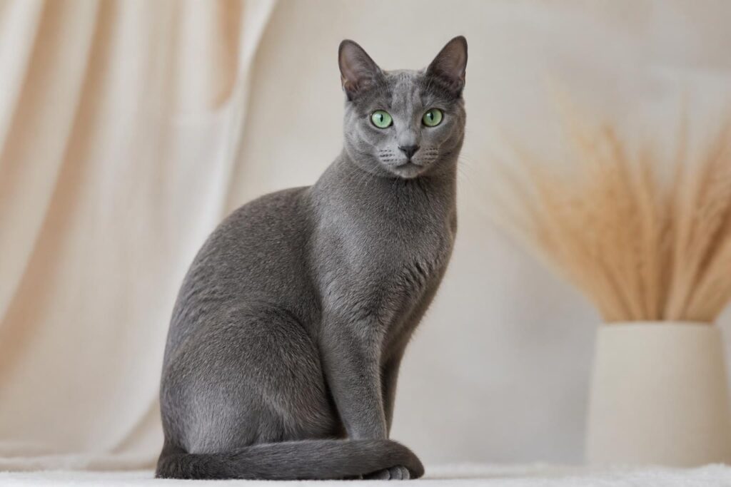 découvrez tout sur le bleu russe, un chat élégant et affectueux : informations sur son prix, son caractère unique et des conseils pratiques pour bien l'adopter.