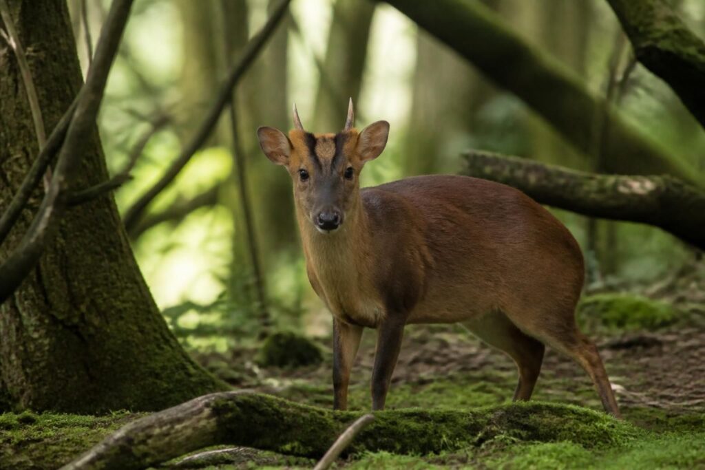 découvrez tout sur le muntjac, cette petite biche mystérieuse du royaume-uni : habitat, comportement, et impact sur l'environnement local.