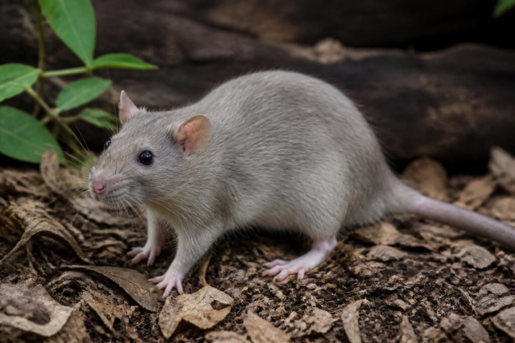 découvrez le terme exact pour désigner une femelle du rat et explorez ses particularités anatomiques et comportementales dans cet article détaillé.