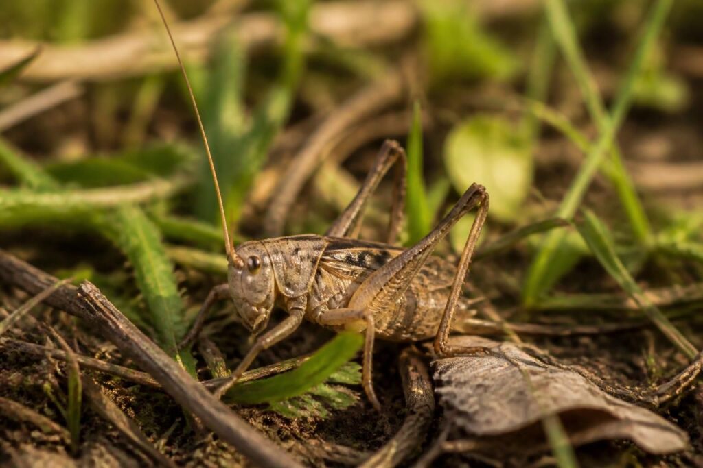 découvrez tout sur les grillons vendéens, ce petit insecte local : habitat, comportement et curiosités pour mieux connaître cette espèce unique de vendée.