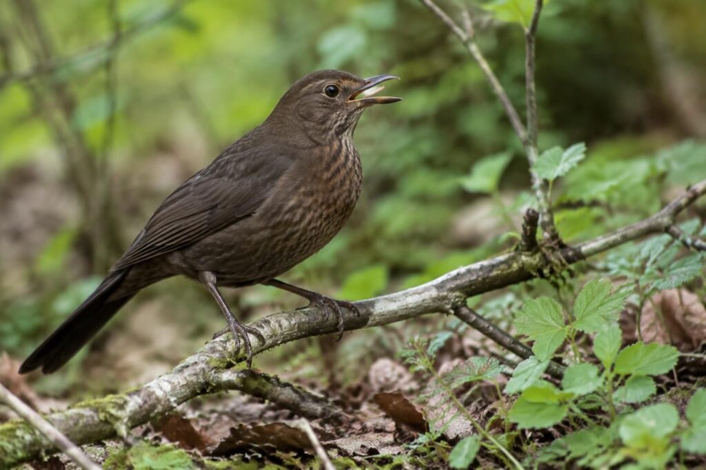 découvrez le comportement de la merle femelle, son chant et les conseils pour l’observer discrètement dans son milieu naturel.